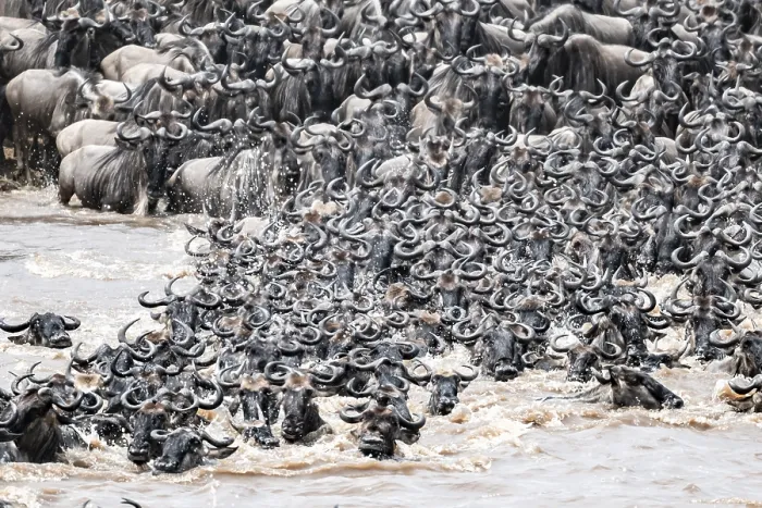 Framed Print : The Great Migration: Wildebeest Cross Mara River Print Framed Print : The Great Migration: Wildebeest Cross Mara River Print