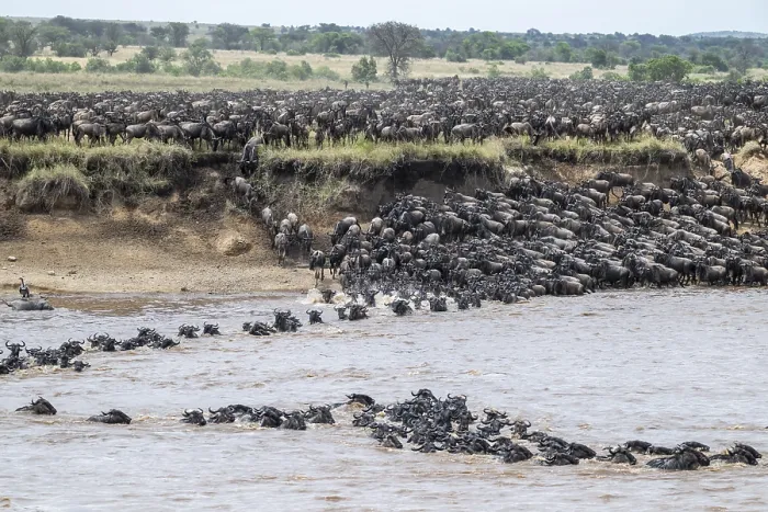 Framed Print : The Great Migration: Wildebeest Crossing, Print