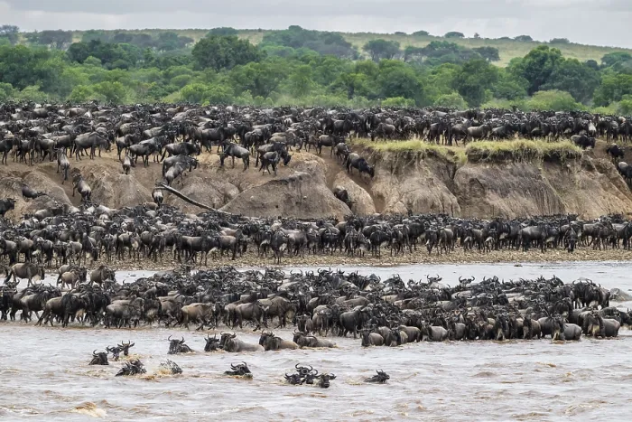 Framed Print : The Great Migration Print: Wildebeest Cross Mara River, Tanzania Framed Print : The Great Migration Print: Wildebeest Cross Mara River, Tanzania