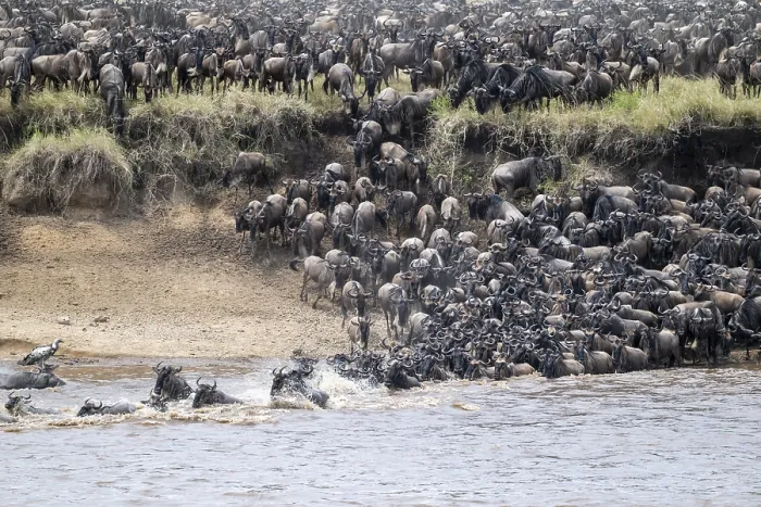 Framed Print : The Great Migration: Wildebeest Cross Mara River Print Framed Print : The Great Migration: Wildebeest Cross Mara River Print