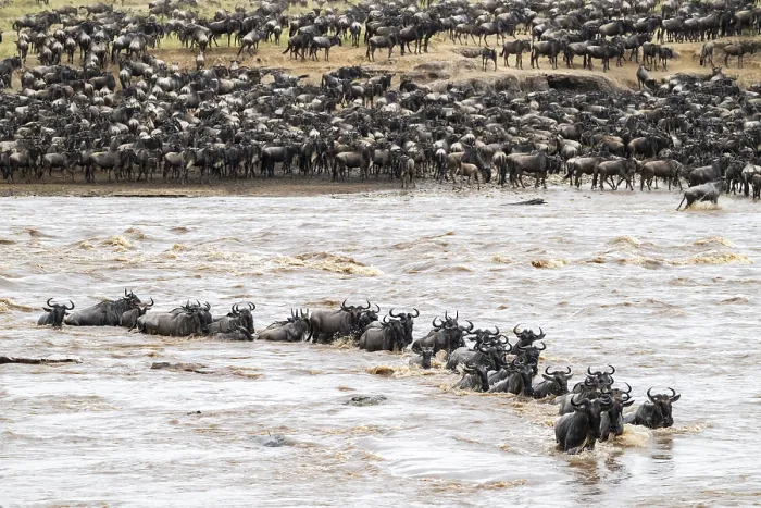 Framed Print : The Great Migration Print: Wildebeest Cross Mara River, Tanzania Framed Print : The Great Migration Print: Wildebeest Cross Mara River, Tanzania