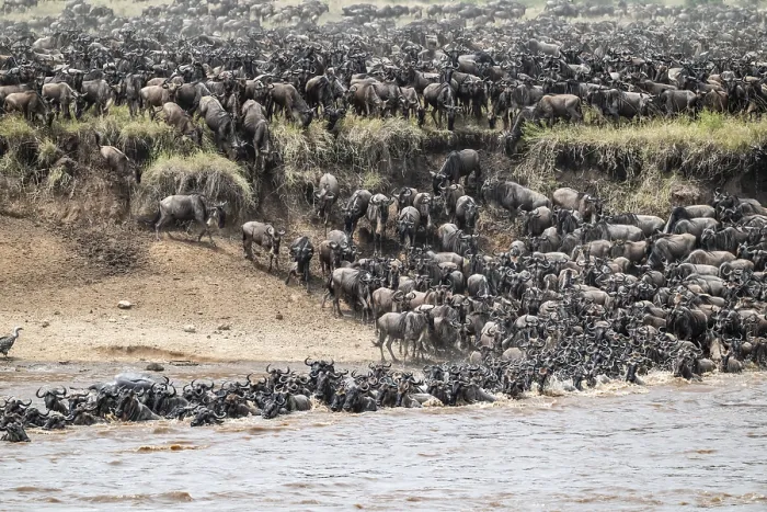 Framed Print : The Great Migration: Wildebeest Crossing the Mara River Print Framed Print : The Great Migration: Wildebeest Crossing the Mara River Print