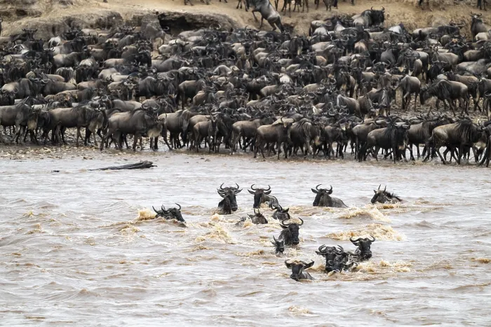 Framed Print : The Great Migration: Wildebeest Crossing Mara River Print Framed Print : The Great Migration: Wildebeest Crossing Mara River Print
