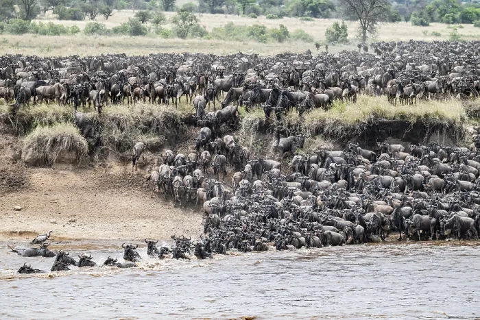Framed Print : The Great Migration Print: Mara River Crossing Framed Print : The Great Migration Print: Mara River Crossing