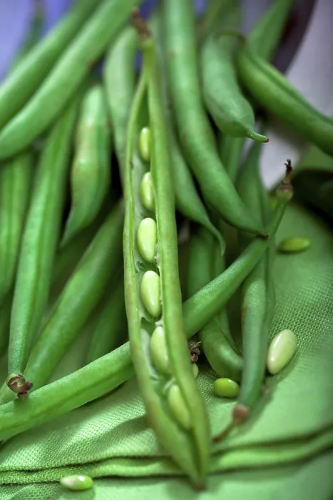 Framed Print : Green Beans Print - Fresh Harvest Framed Print : Green Beans Print - Fresh Harvest