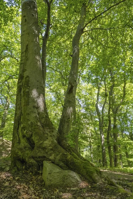 Framed Print : Green Beech Forest Print, Ore Mountains, Czech Republic Framed Print : Green Beech Forest Print, Ore Mountains, Czech Republic