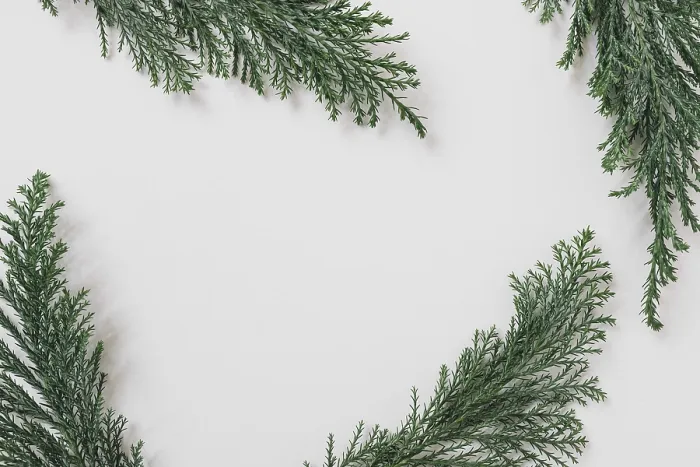 Framed Print : Green Branches White Table Print Framed Print : Green Branches White Table Print