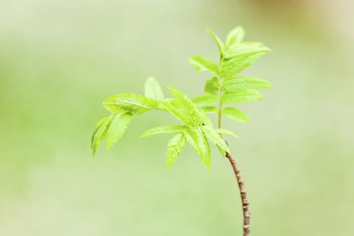 Framed Print : Springtime Tree Branch with Green Budding Leaves Print Framed Print : Springtime Tree Branch with Green Budding Leaves Print