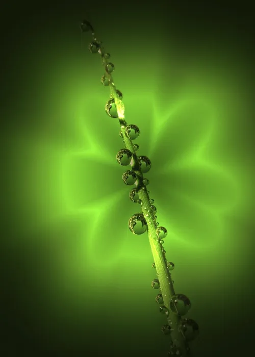 Framed Print : Green Drops Print by ImageBROKER Framed Print : Green Drops Print by ImageBROKER
