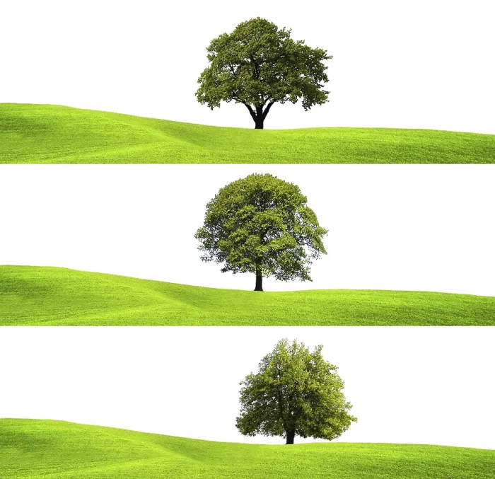 Framed Print : Green Environment and Tree Print Framed Print : Green Environment and Tree Print