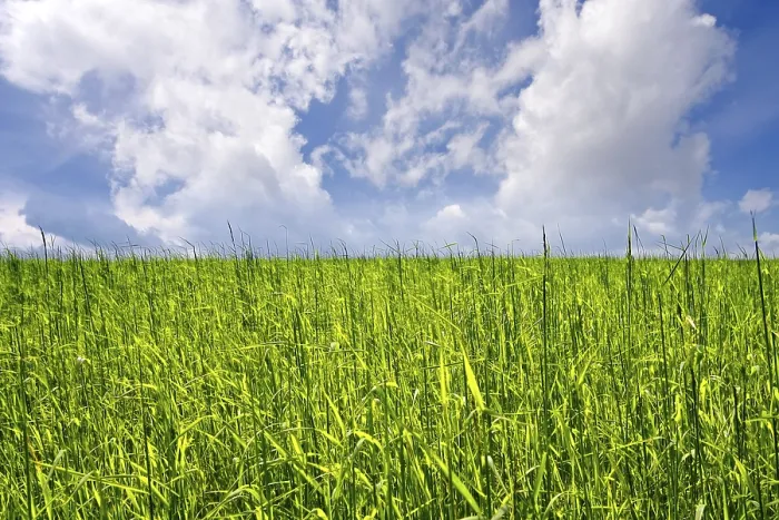 Framed Print : Green Field Print by ImageBROKER Framed Print : Green Field Print by ImageBROKER