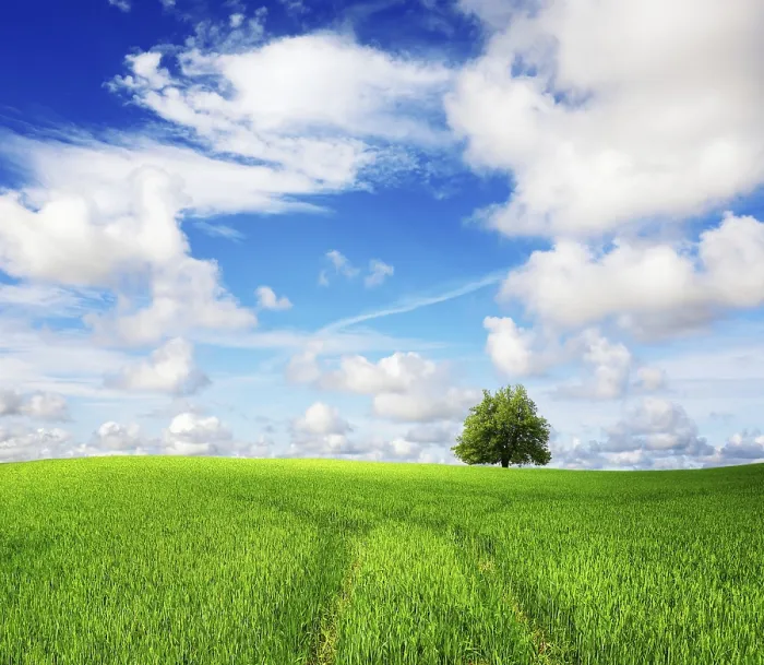 Framed Print : Green Field and Tree Print Framed Print : Green Field and Tree Print