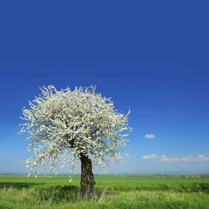 Framed Print : Spring Cherry Tree Print, Unstrut-Hainich-Kreis, Germany Framed Print : Spring Cherry Tree Print, Unstrut-Hainich-Kreis, Germany