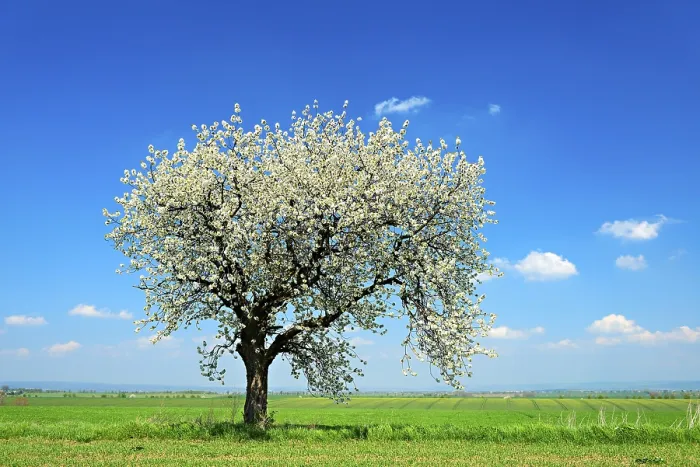 Framed Print : Green Fields in Spring, Flowering Cherry Tree (Prunus) Print Framed Print : Green Fields in Spring, Flowering Cherry Tree (Prunus) Print