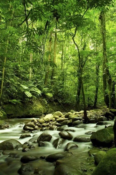 Framed Print : Green Forest and River Print Framed Print : Green Forest and River Print