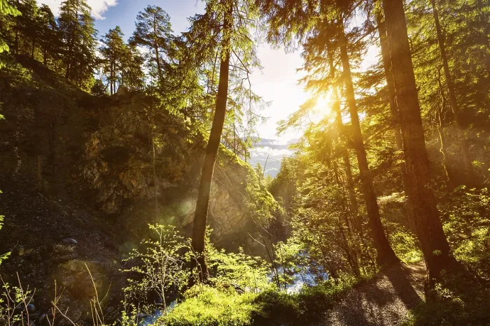 Framed Print : Green Forest Print with Summer Sunrays and Lens Flare Framed Print : Green Forest Print with Summer Sunrays and Lens Flare