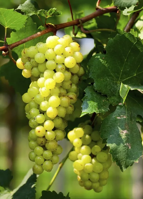 Framed Print : Green Grape Print Under Sunlight Framed Print : Green Grape Print Under Sunlight