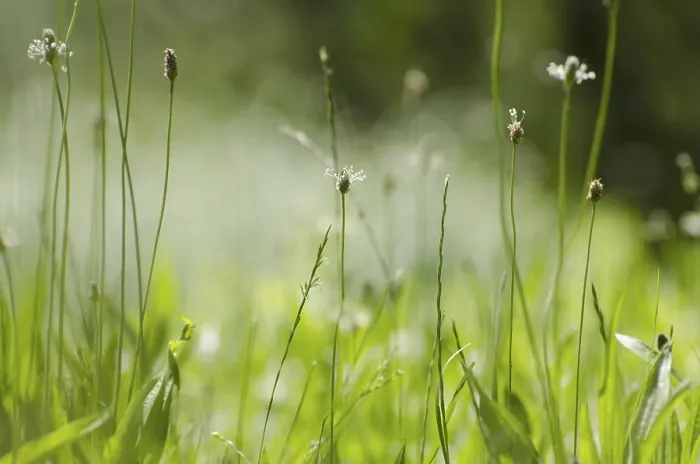 Framed Print : Green Grass Print by ImageBROKER Framed Print : Green Grass Print by ImageBROKER