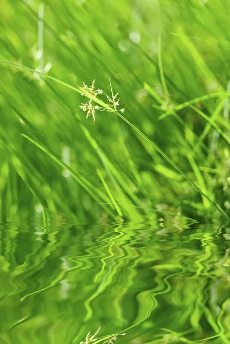 Framed Print : Green Grass with Reflection Print Framed Print : Green Grass with Reflection Print