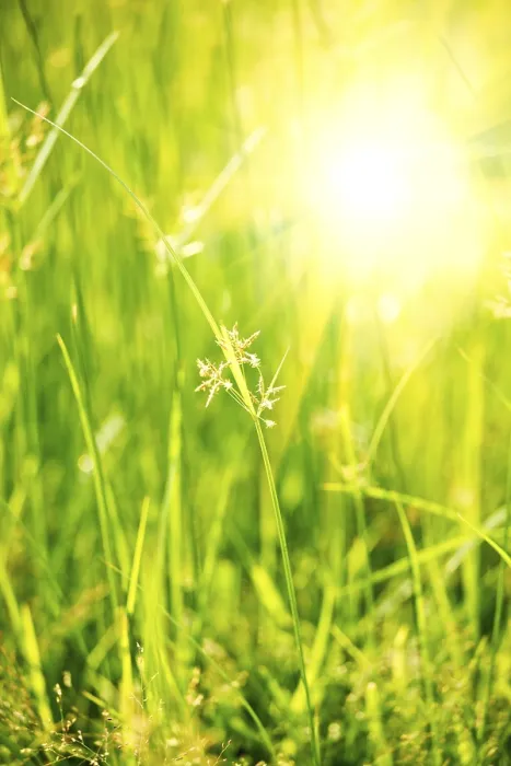 Framed Print : Green Grass Print - Shallow Depth of Field Framed Print : Green Grass Print - Shallow Depth of Field