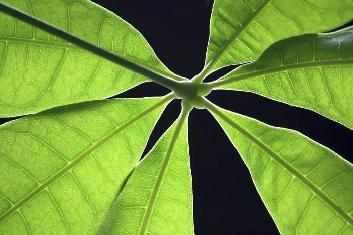 Framed Print : Green Leaf Print - Close-up of a Single Green Leaf Framed Print : Green Leaf Print - Close-up of a Single Green Leaf