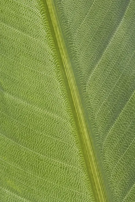 Framed Print : Green Leaf Print - Close-up of a Single Green Leaf Framed Print : Green Leaf Print - Close-up of a Single Green Leaf