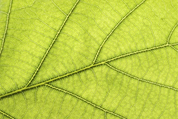 Framed Print : Close-up of a Green Leaf Print Framed Print : Close-up of a Green Leaf Print