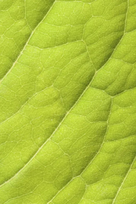 Framed Print : Green Leaf Close-Up Print Framed Print : Green Leaf Close-Up Print