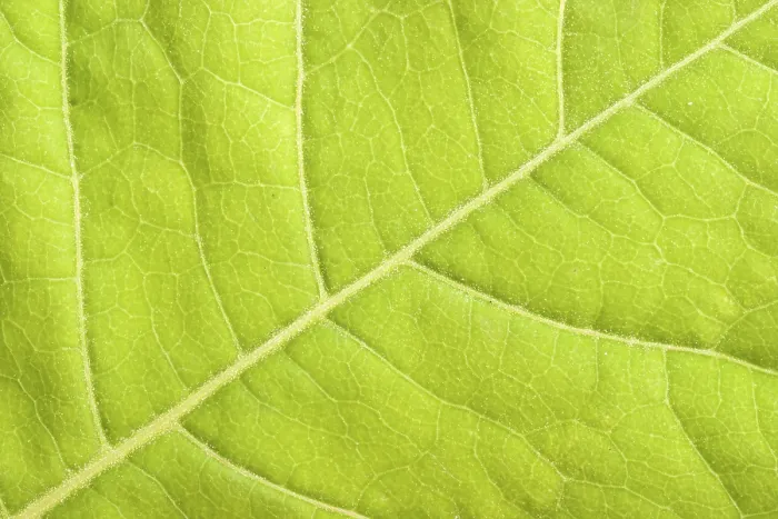 Framed Print : Green Leaf Close-Up Print