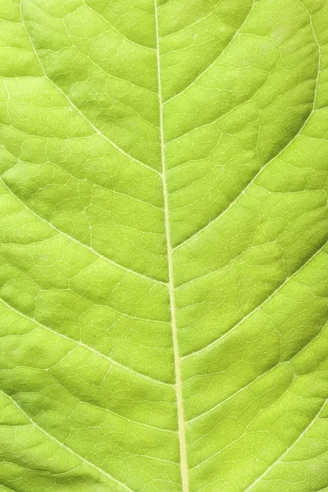 Framed Print : Close-up of a Green Leaf Print Framed Print : Close-up of a Green Leaf Print
