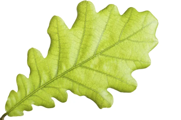 Framed Print : Close-up Print of a Green Leaf Framed Print : Close-up Print of a Green Leaf