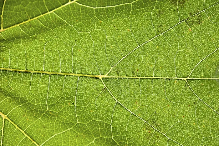 Framed Print : Green Leaf Close Up Print Framed Print : Green Leaf Close Up Print