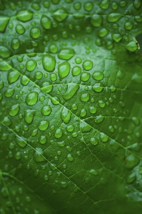 Framed Print : Green Leaf and Dew Print - Close Up Framed Print : Green Leaf and Dew Print - Close Up