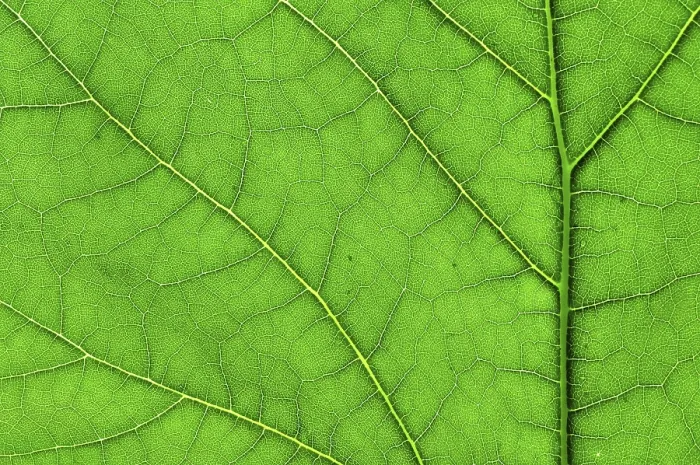 Framed Print : Green Leaf Macro Print Framed Print : Green Leaf Macro Print