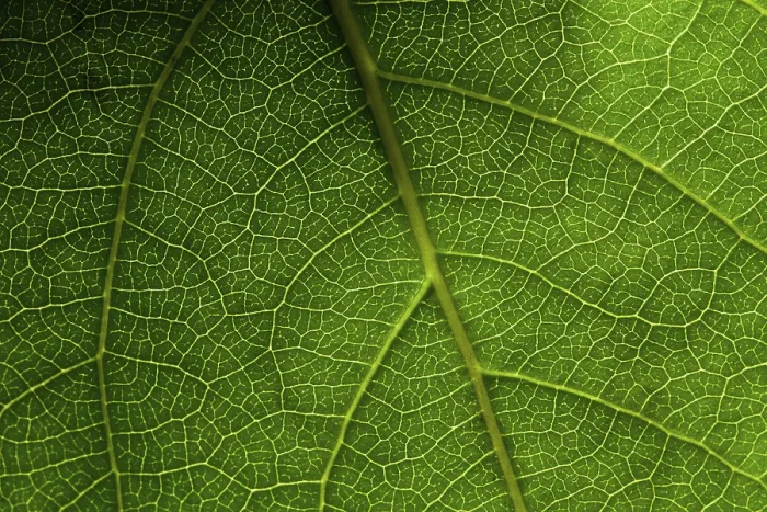 Framed Print : Green Leaf Macro Print Framed Print : Green Leaf Macro Print