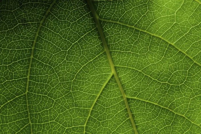 Framed Print : Green Leaf Macro Print Framed Print : Green Leaf Macro Print