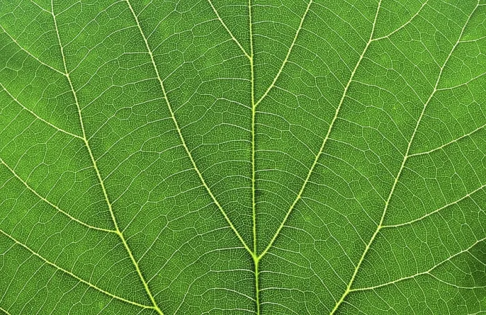 Framed Print : Green Leaf Macro Print Framed Print : Green Leaf Macro Print