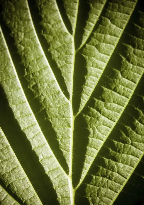 Framed Print : Green Leaf Macro Print with Deep Vein Shadows Framed Print : Green Leaf Macro Print with Deep Vein Shadows