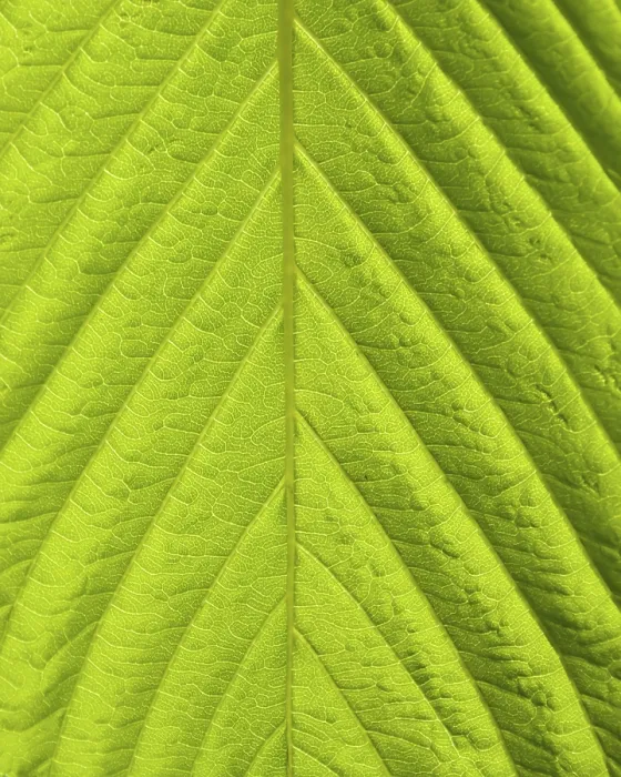 Framed Print : Green Leaf Macro Print Framed Print : Green Leaf Macro Print