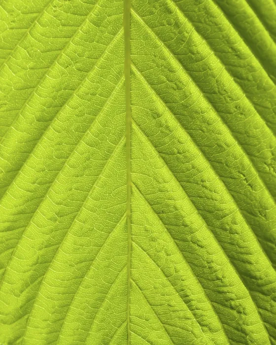 Framed Print : Green Leaf Macro Print Framed Print : Green Leaf Macro Print