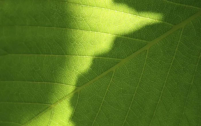 Framed Print : Close-up Print of a Green Leaf Framed Print : Close-up Print of a Green Leaf