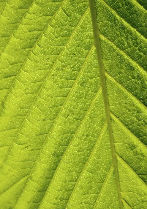 Framed Print : Green Leaf Macro Print Framed Print : Green Leaf Macro Print