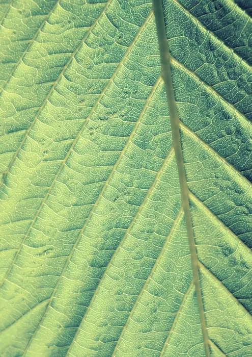 Framed Print : Green Leaf Macro Print Framed Print : Green Leaf Macro Print