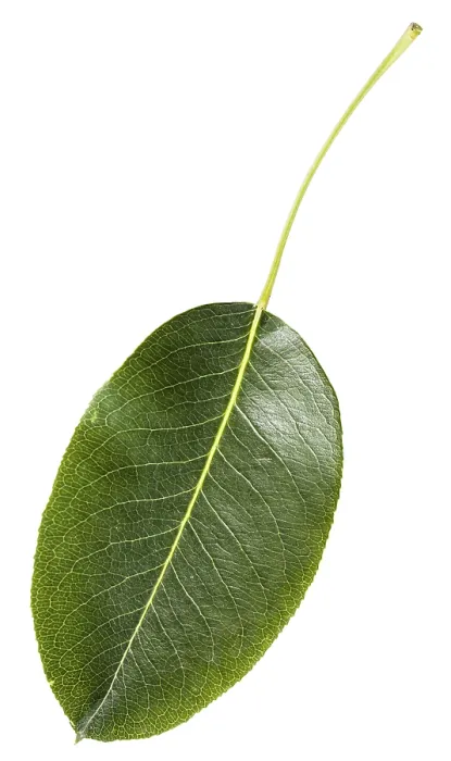 Framed Print : Green Leaf of Pear Tree Print (Pyrus communis) Framed Print : Green Leaf of Pear Tree Print (Pyrus communis)