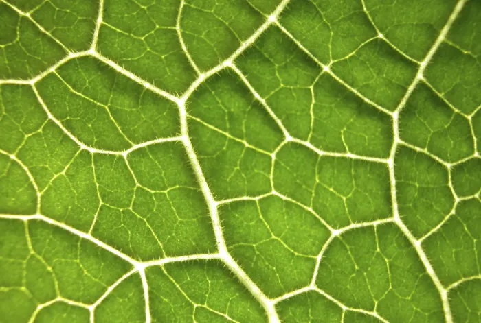 Framed Print : Green Leaf Structure Print Framed Print : Green Leaf Structure Print