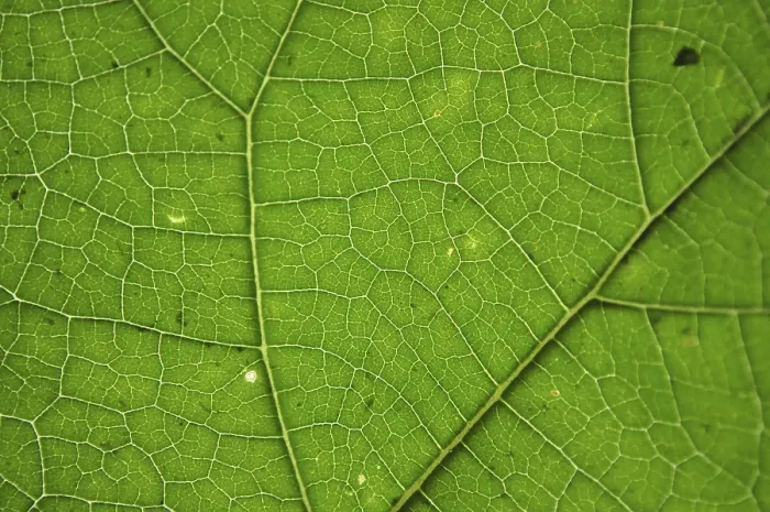 Framed Print : Green Leaf Texture Print