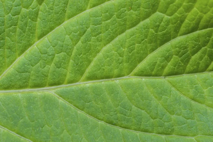 Framed Print : Detail of Green Leaf Texture Print Framed Print : Detail of Green Leaf Texture Print