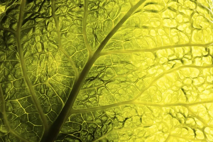 Framed Print : Green Leaf Texture Print Framed Print : Green Leaf Texture Print