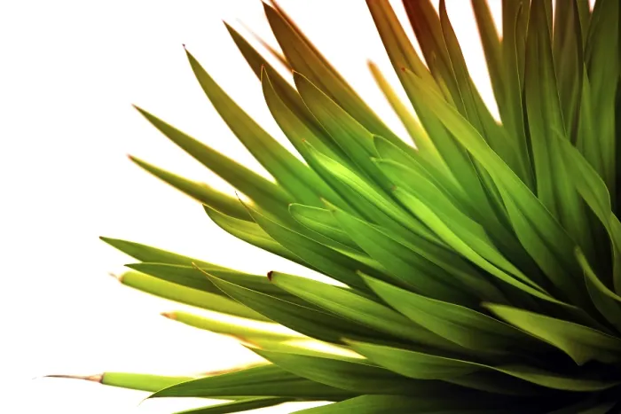 Framed Print : Soft Focus Green Leaf Print with Background