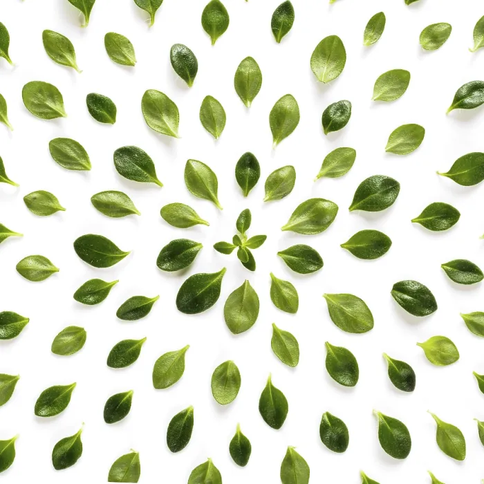 Framed Print : Green Thyme Leaf Print Framed Print : Green Thyme Leaf Print
